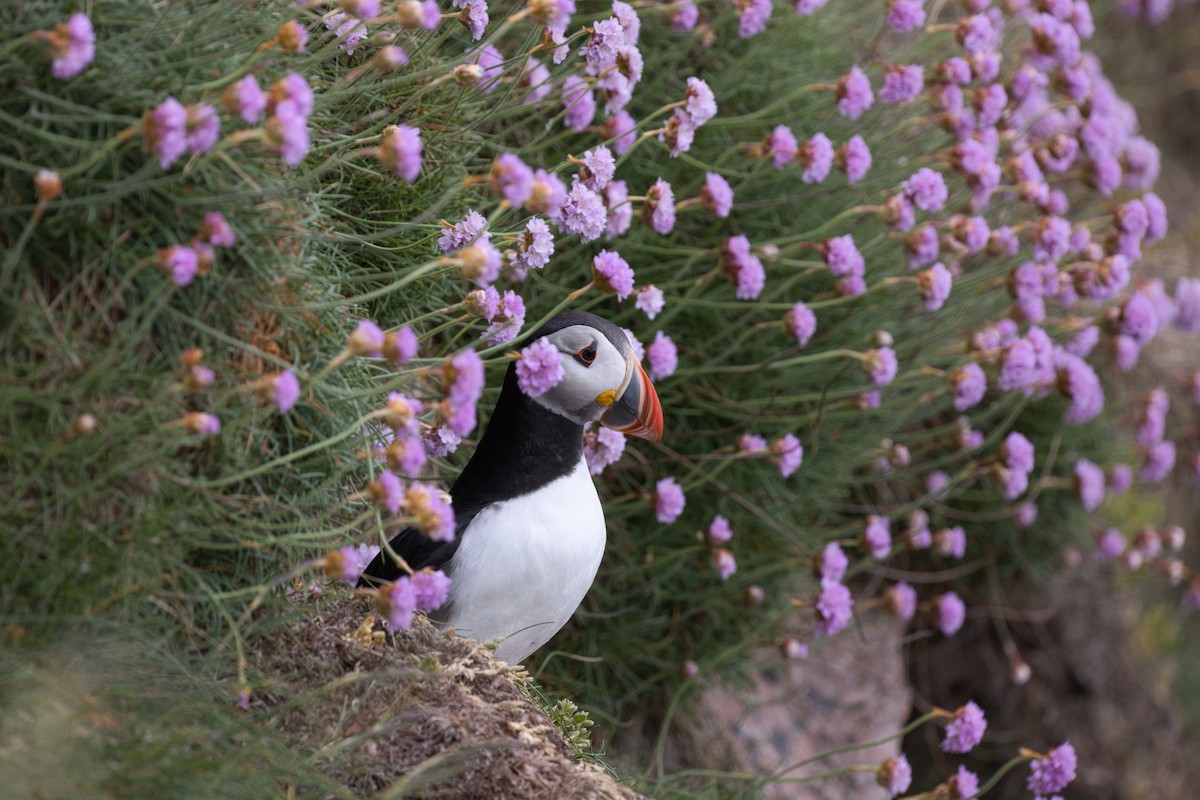 Atlantic Puffin - ML658611797