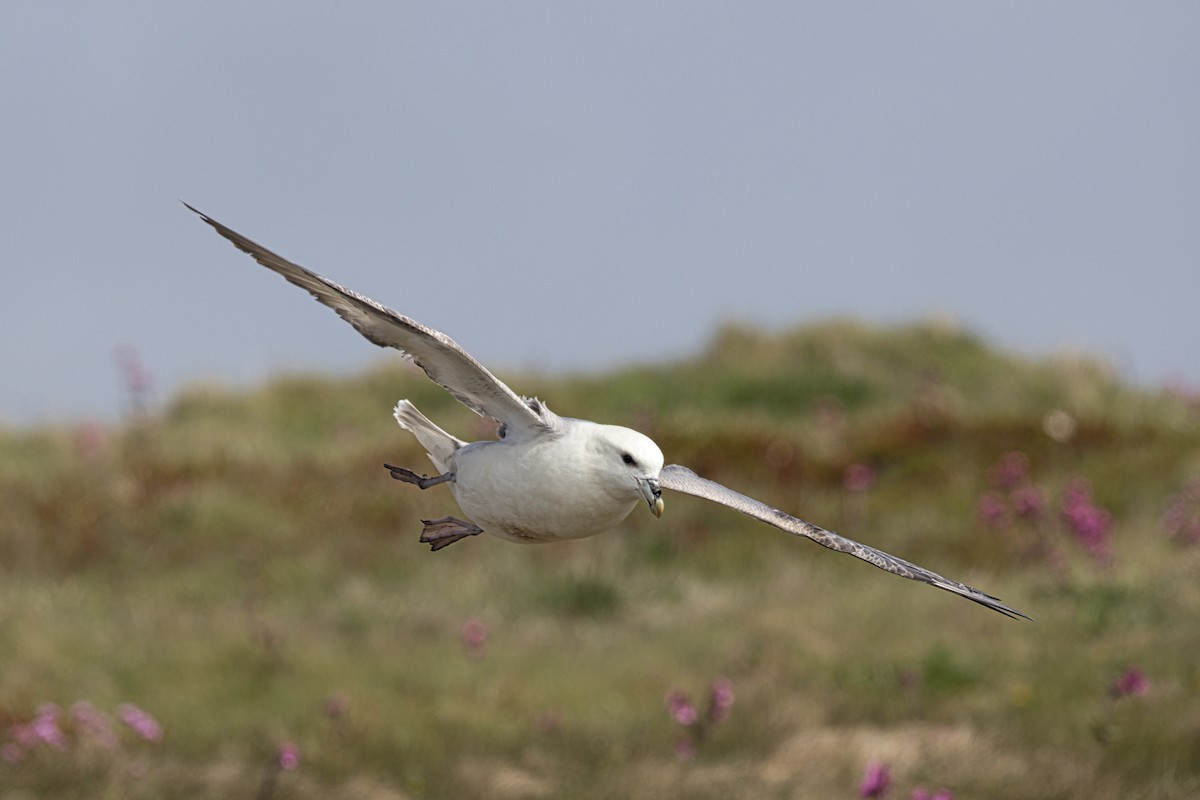 Northern Fulmar - ML658611829