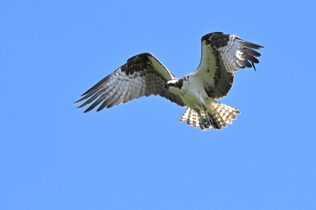 물수리 - ML658611857