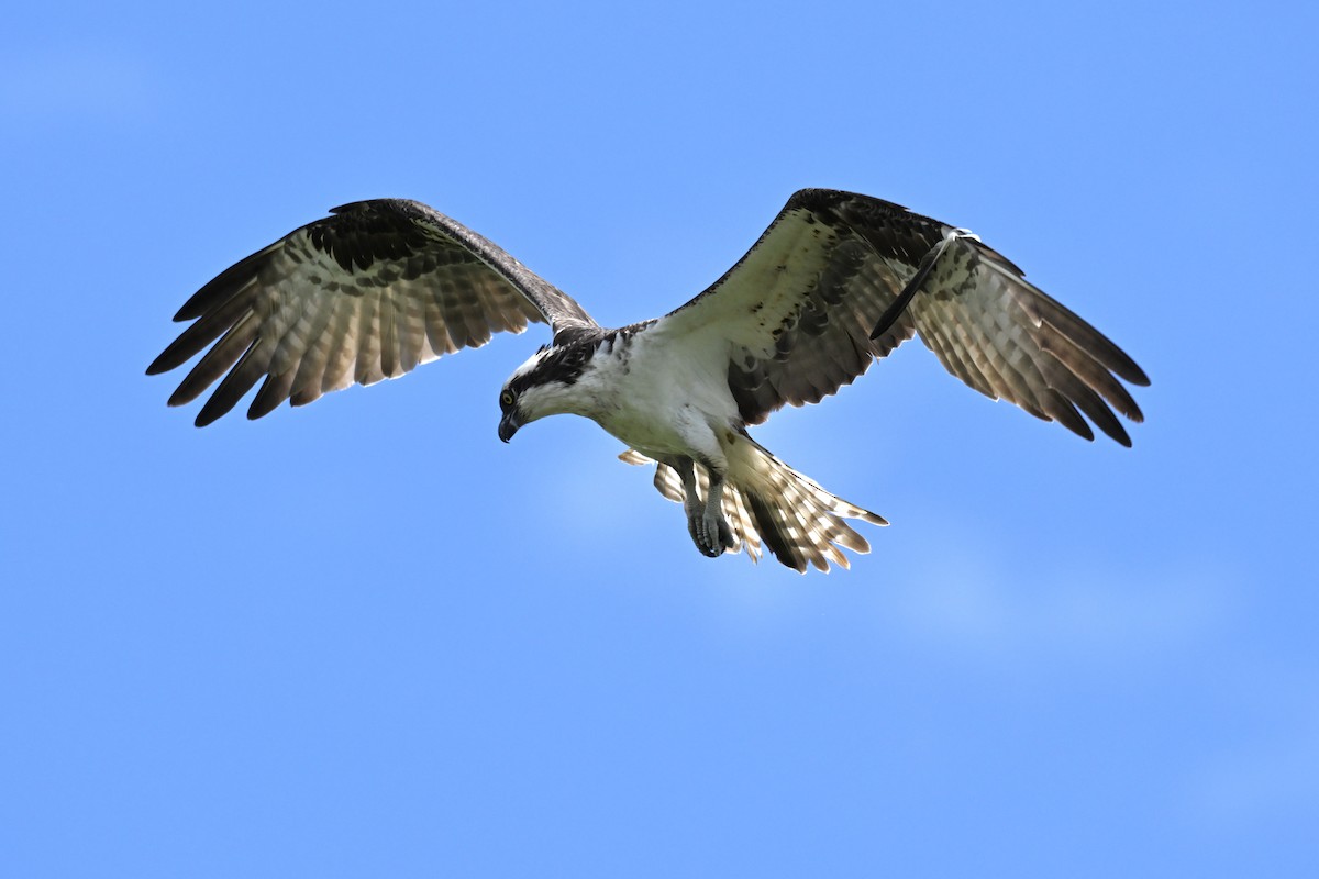 Osprey - ML658611858