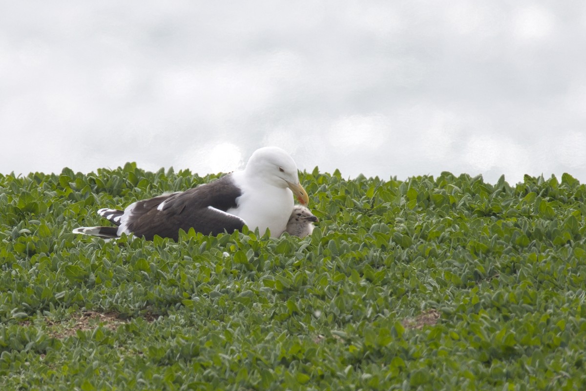 Great Black-backed Gull - ML658612002