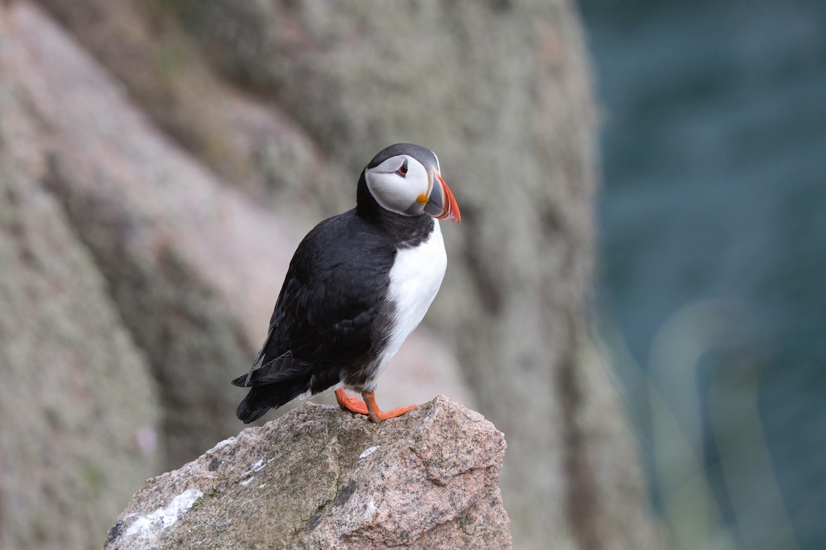 Atlantic Puffin - ML658612013