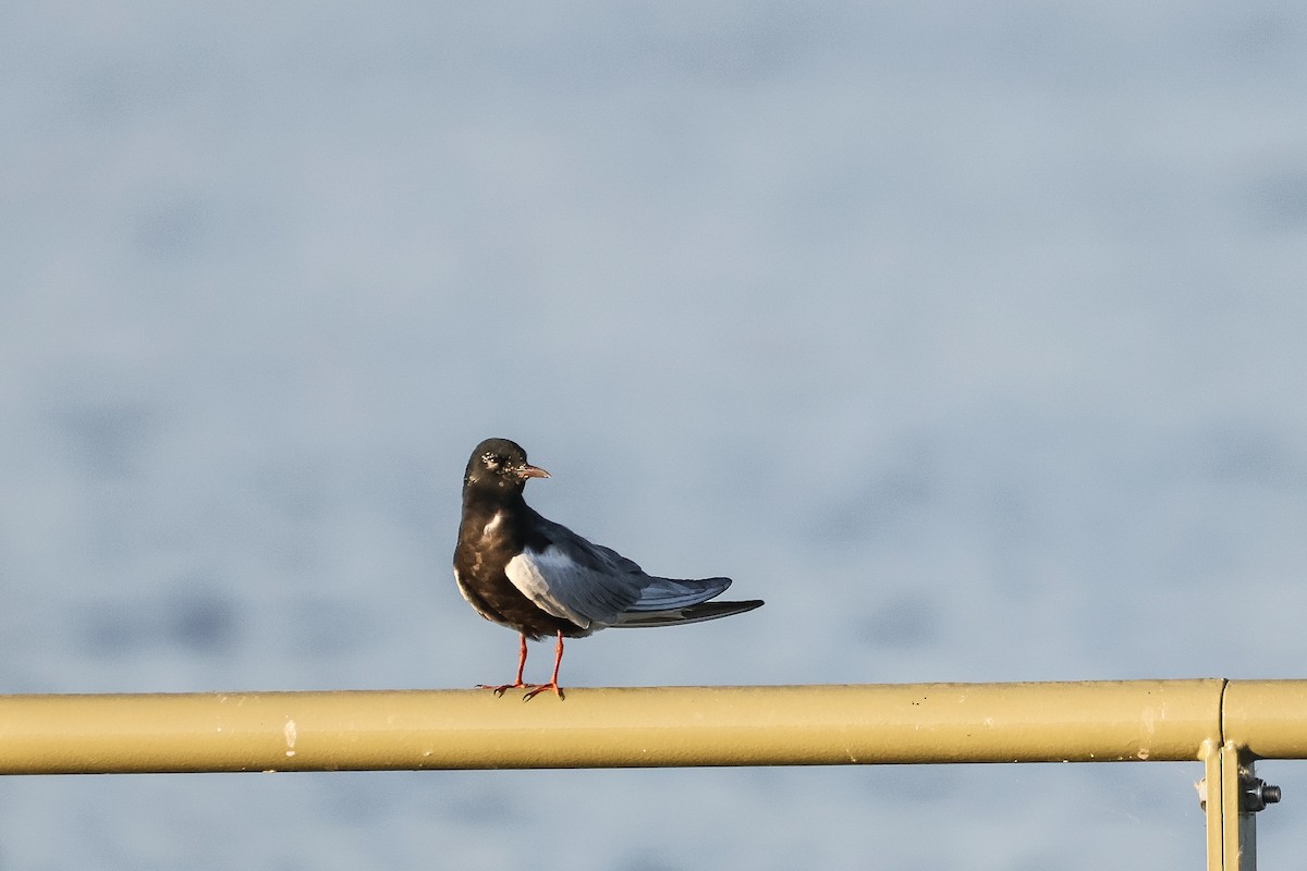 White-winged Tern - ML658613262