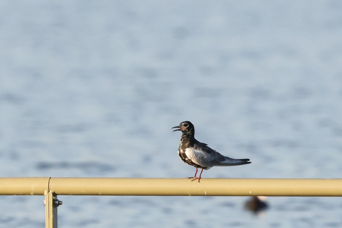 White-winged Tern - ML658613263
