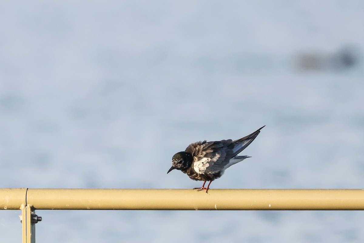 White-winged Tern - ML658613264
