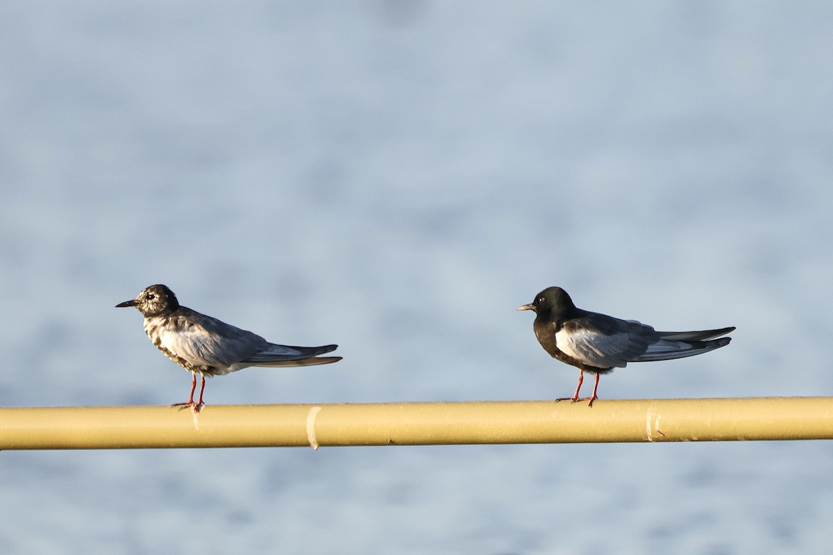 White-winged Tern - ML658613265