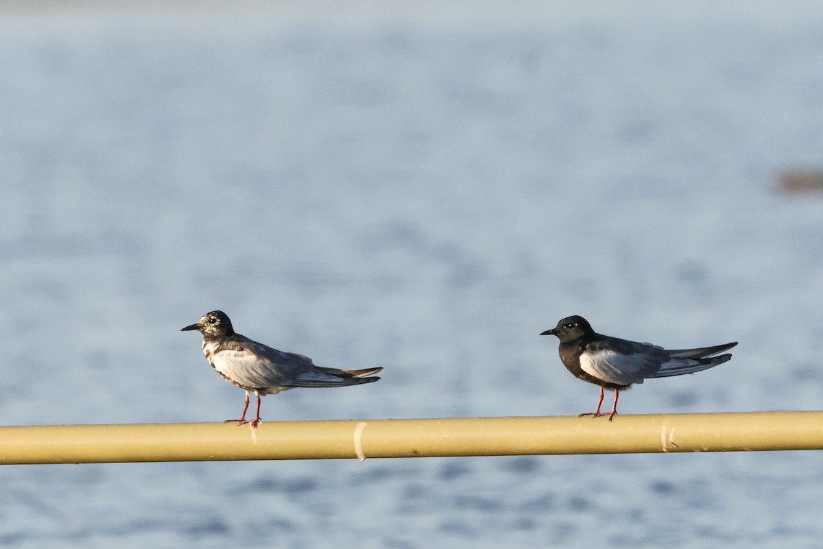 White-winged Tern - ML658613266