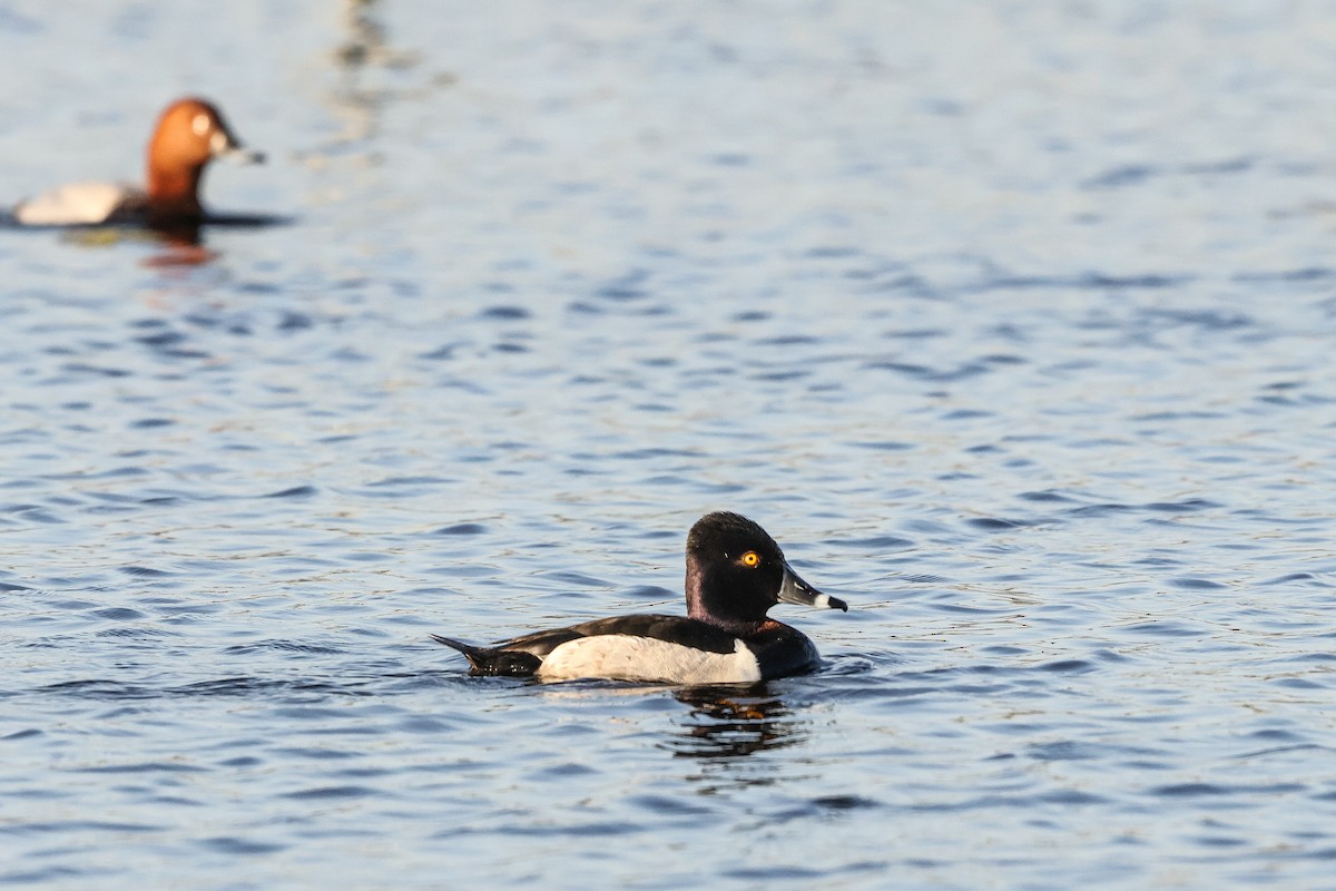 Ring-necked Duck - ML658613282
