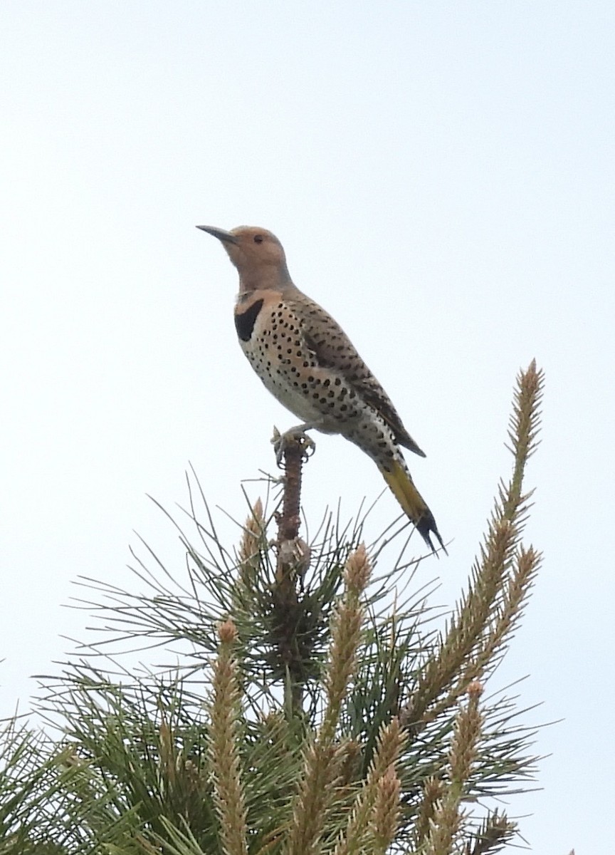 Northern Flicker (Yellow-shafted) - ML658613540