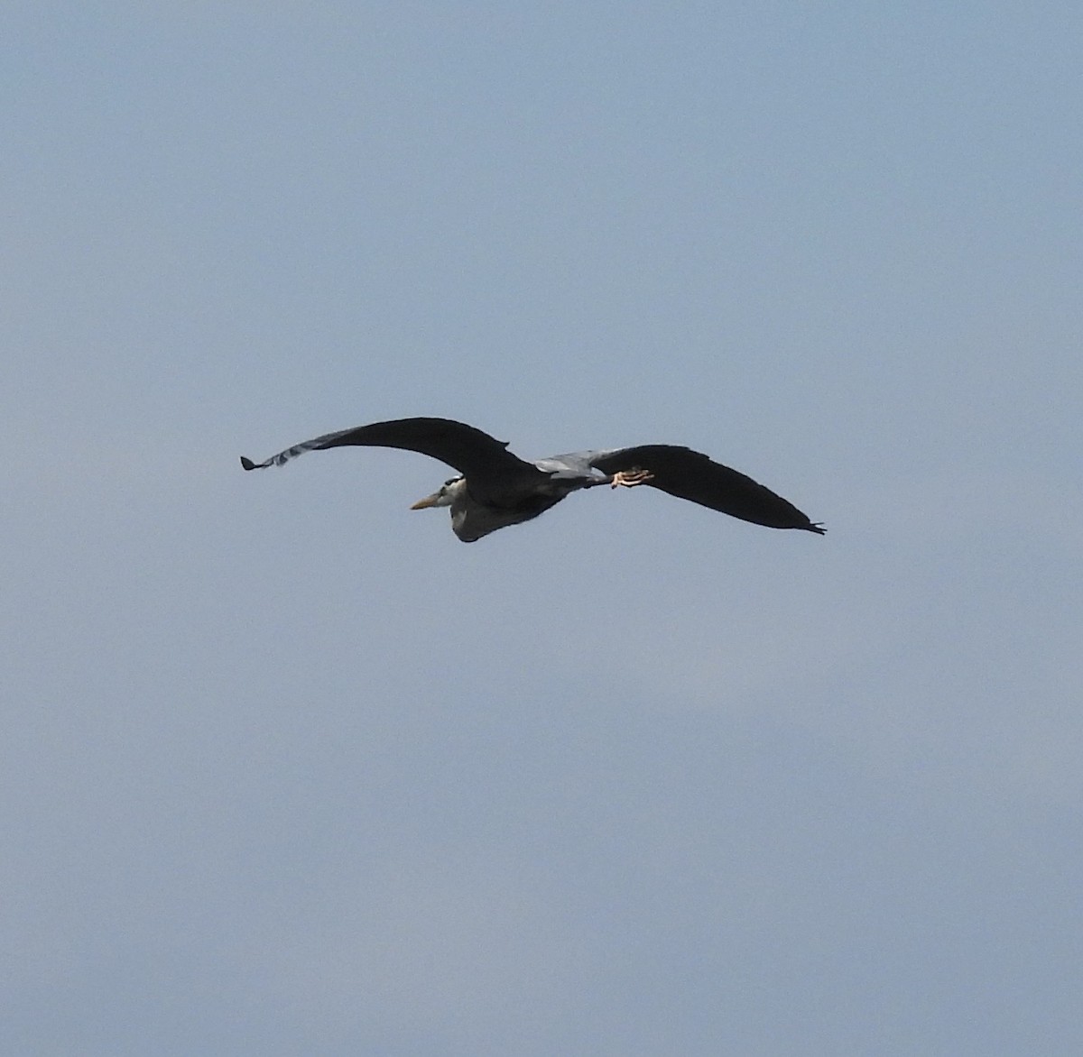 Great Blue Heron - ML658613602