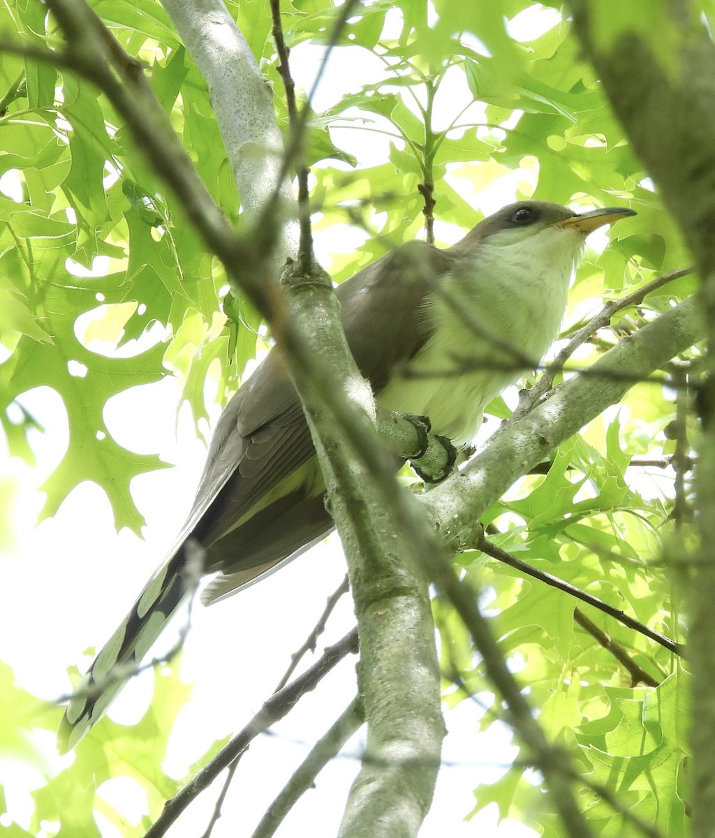 Yellow-billed Cuckoo - ML658613627