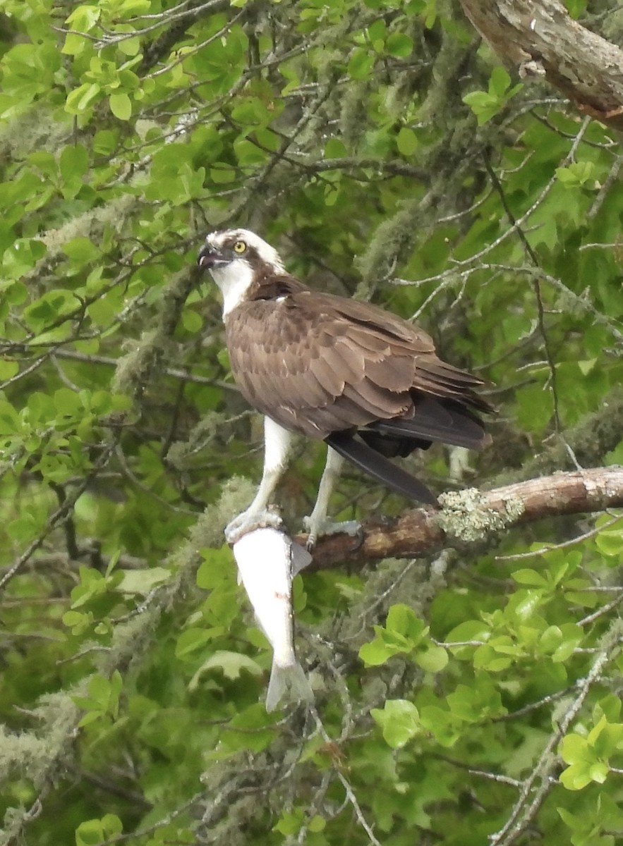 Osprey - ML658613640