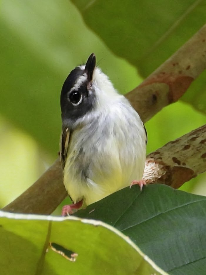 Black-capped Pygmy-Tyrant - ML658615041