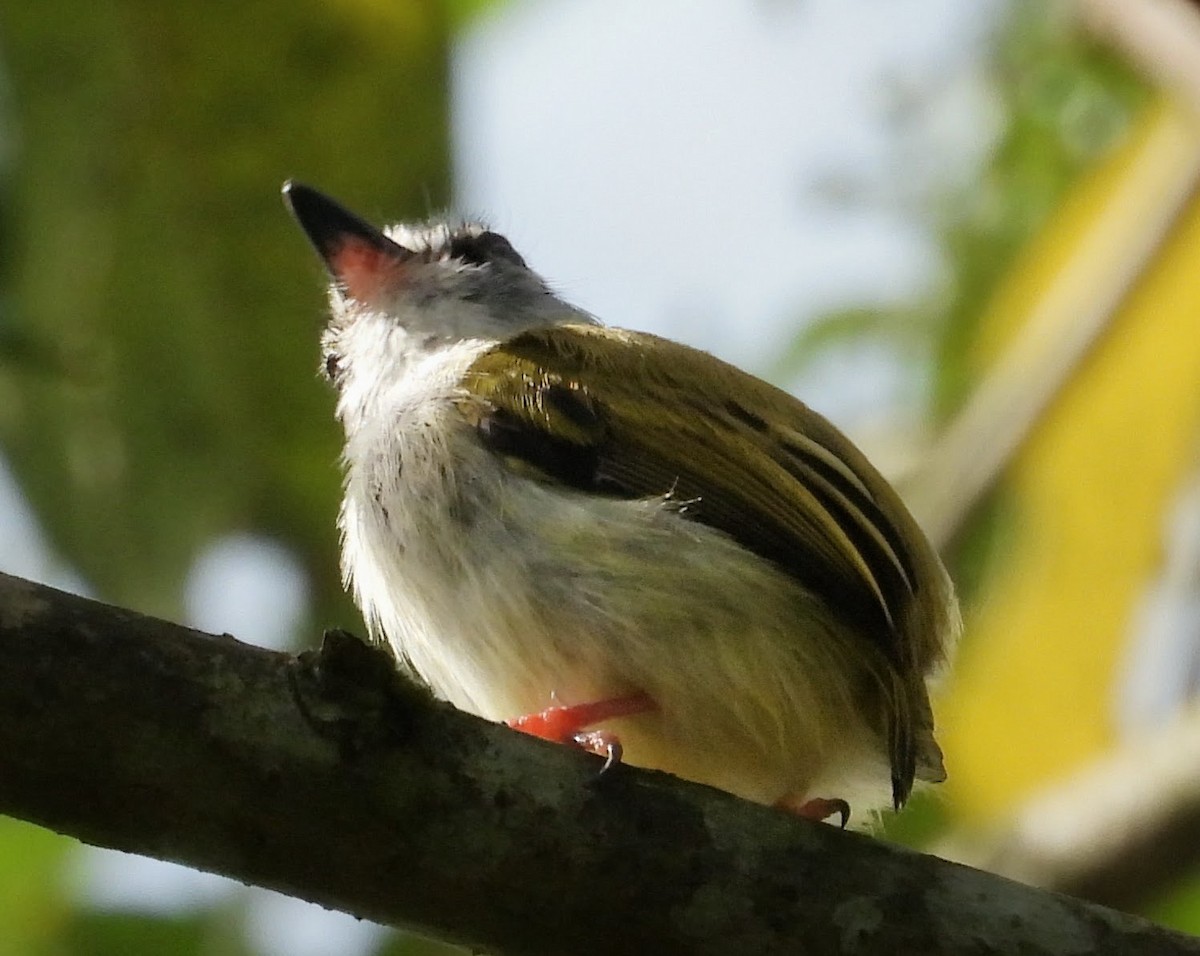 Black-capped Pygmy-Tyrant - ML658615042