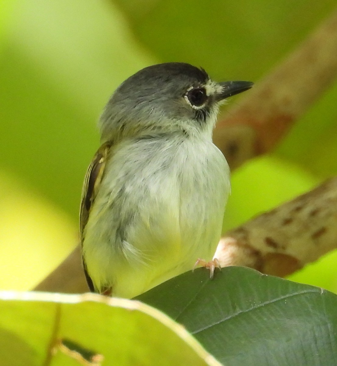 Black-capped Pygmy-Tyrant - ML658615043