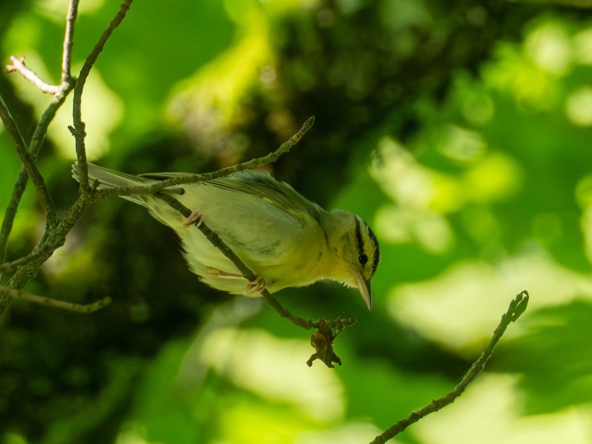 Worm-eating Warbler - ML658615106