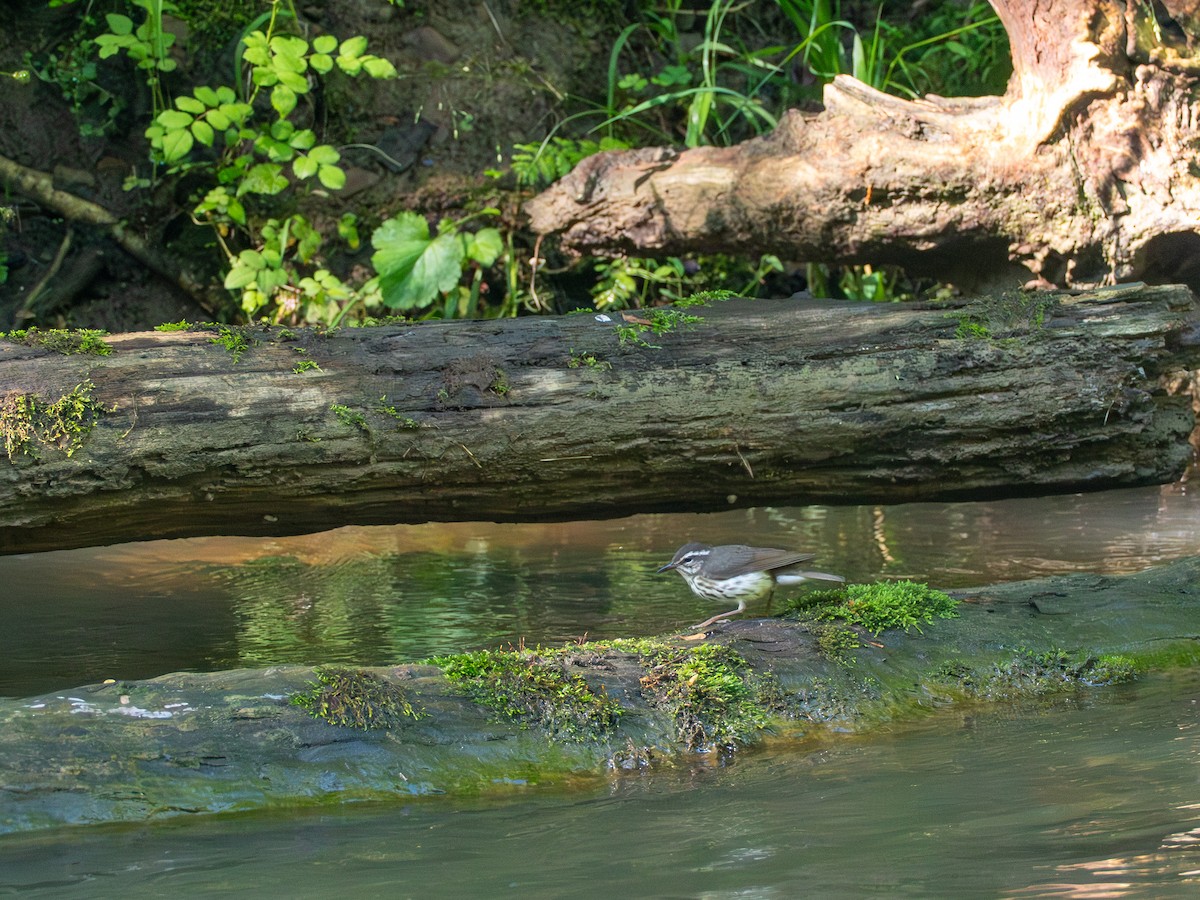 Louisiana Waterthrush - ML658615110