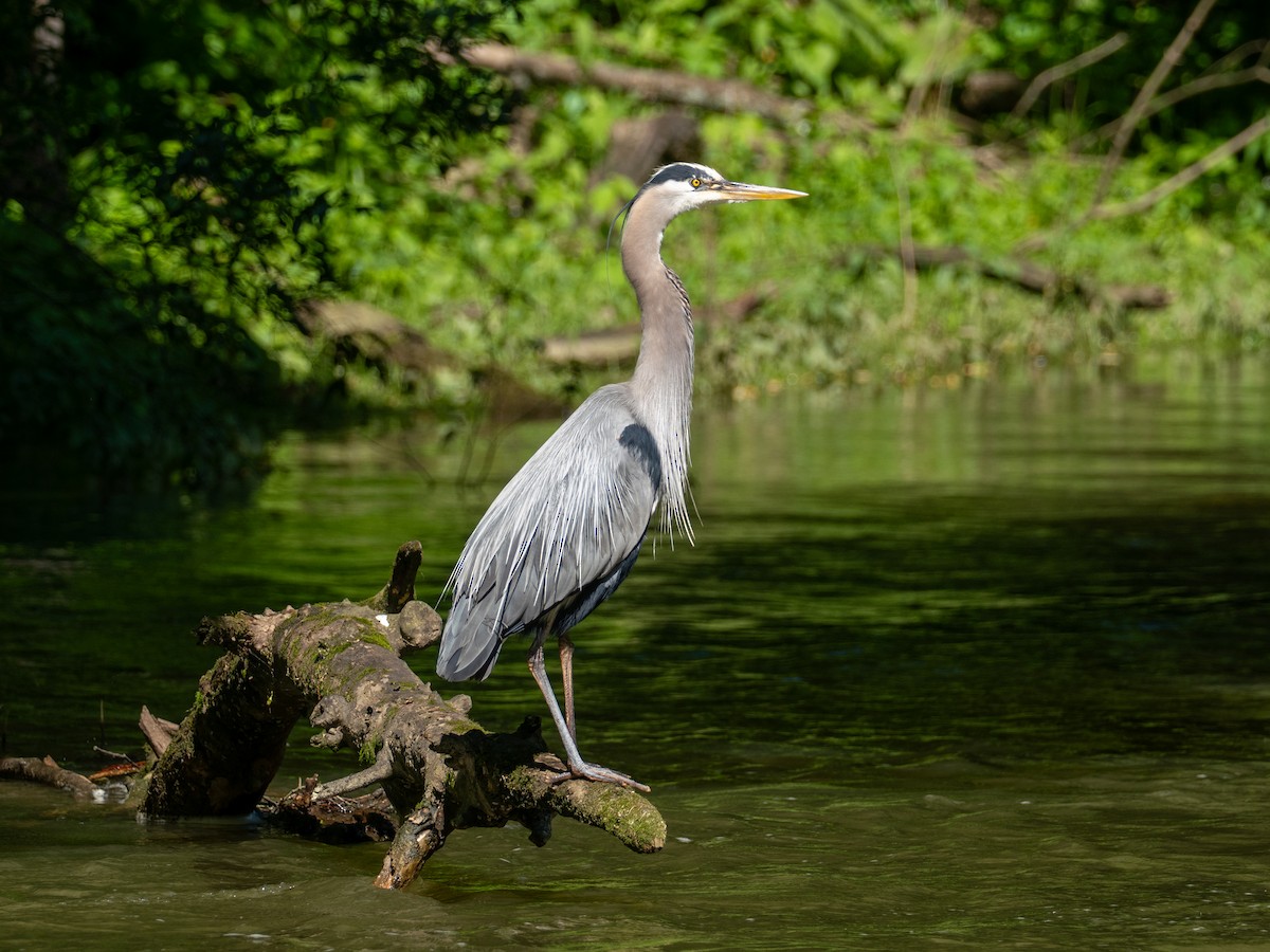 Great Blue Heron (Great Blue) - ML658615186