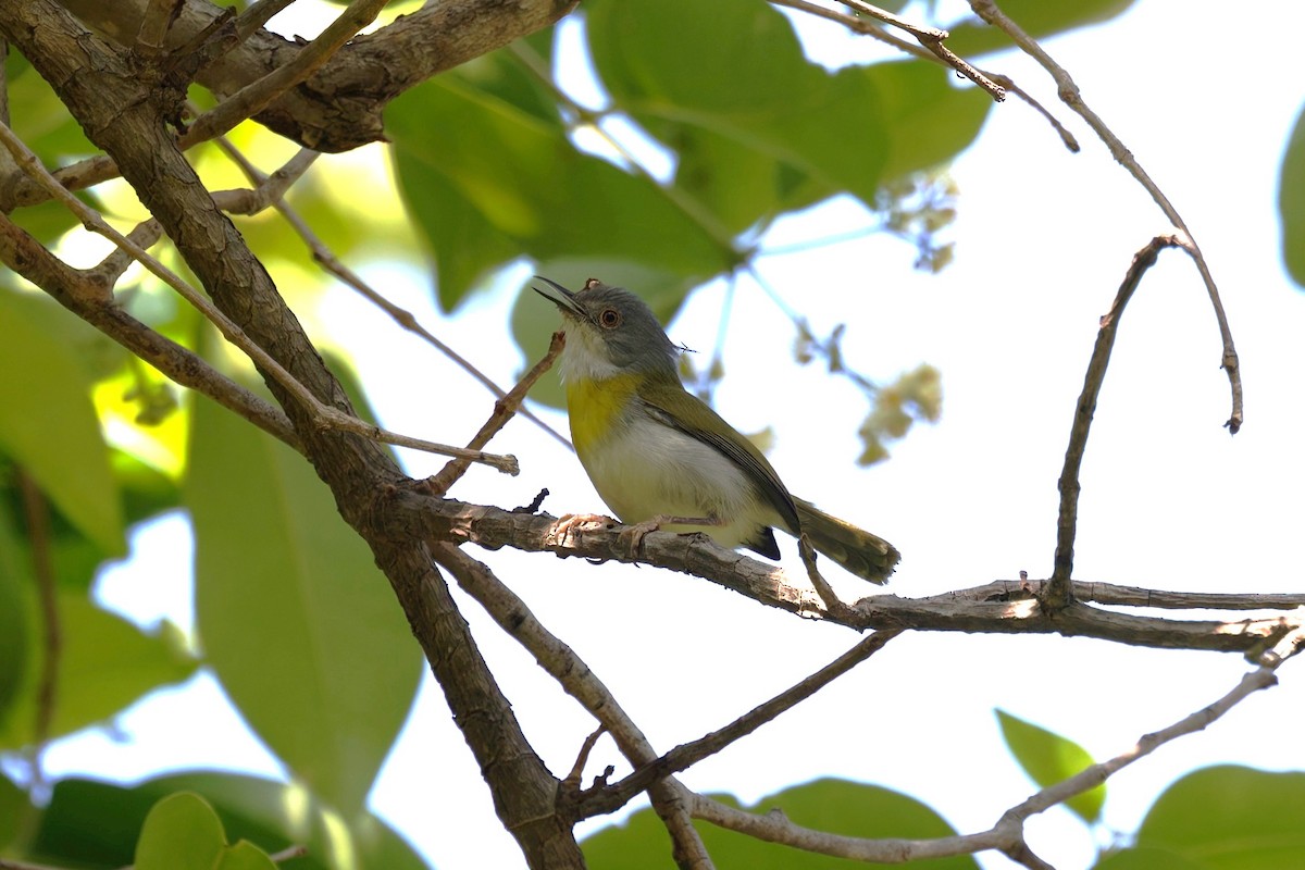 gulbrystapalis - ML658615234