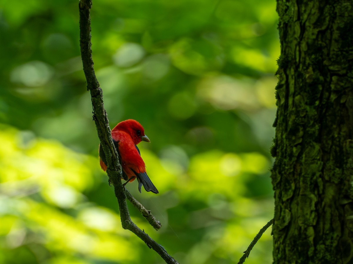 Scarlet Tanager - ML658615242