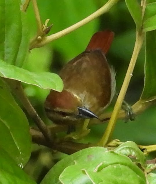 Russet Antshrike - ML658615340