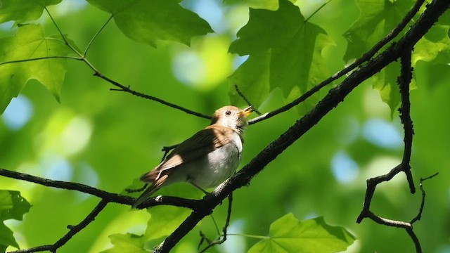 Veery - ML658615592