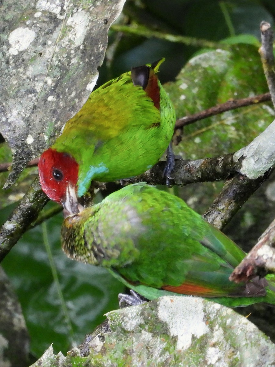 Rufous-winged Tanager - ML658615678