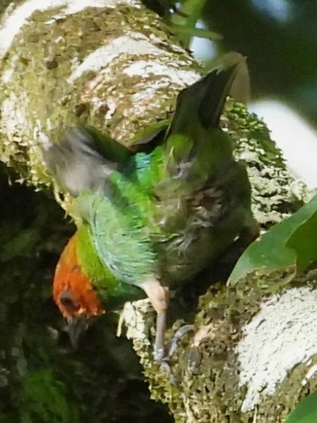 Rufous-winged Tanager - ML658615807