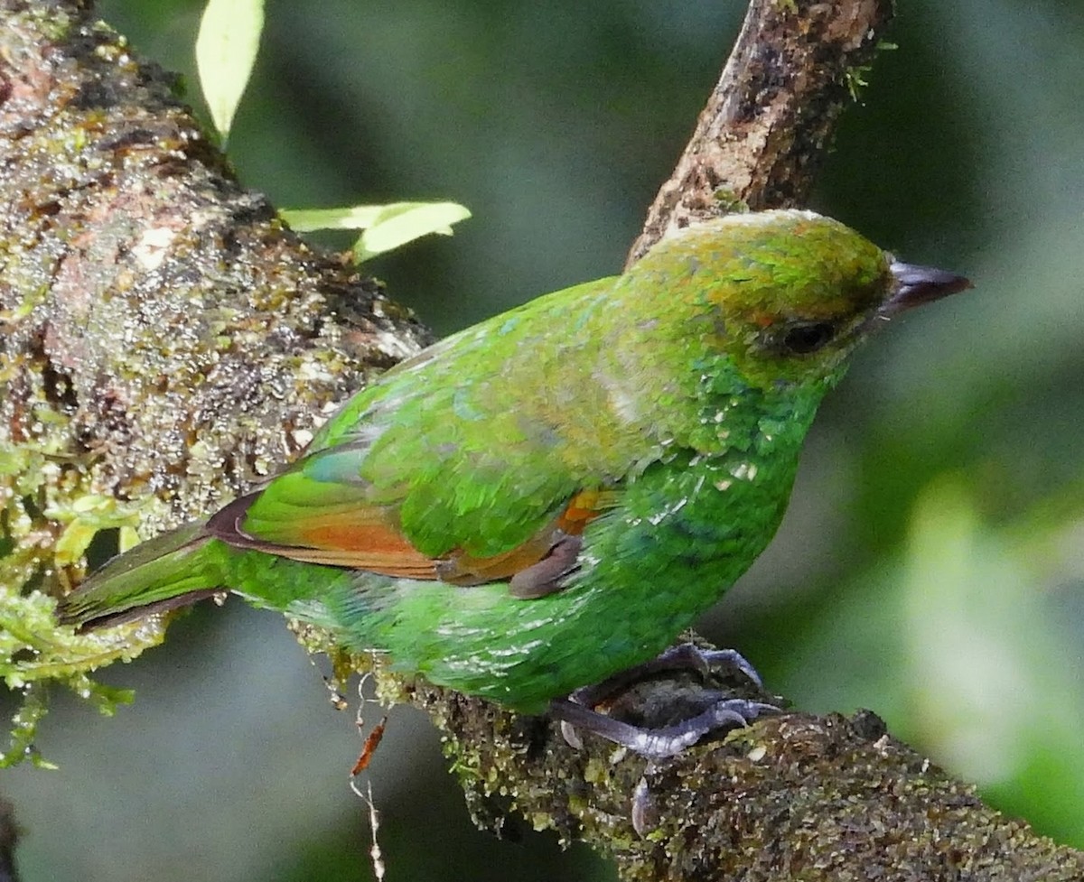 Rufous-winged Tanager - ML658615875