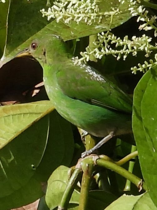 Green Honeycreeper - ML658615992