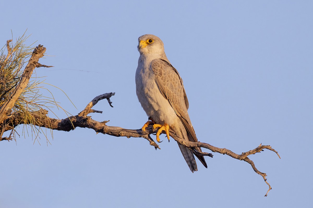 Gray Falcon - ML658616350