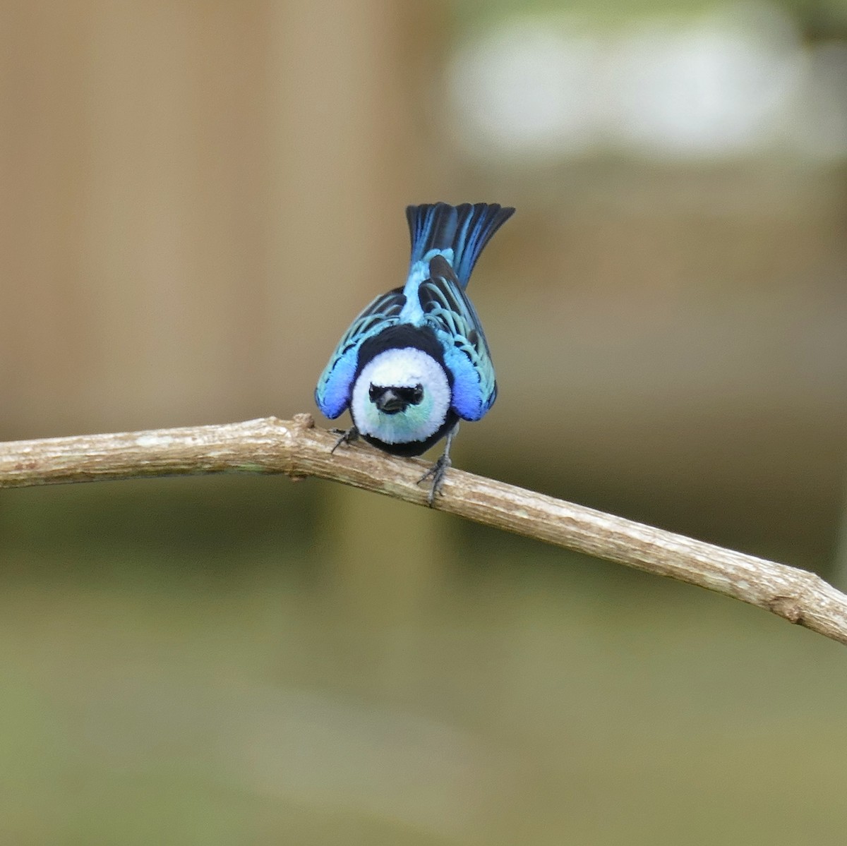 Masked Tanager - Stilpnia nigrocincta - Media Search - Macaulay Library ...