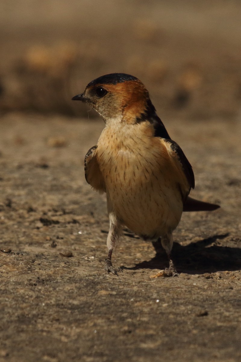Enara ipurgorri eurasiarra - ML658618166