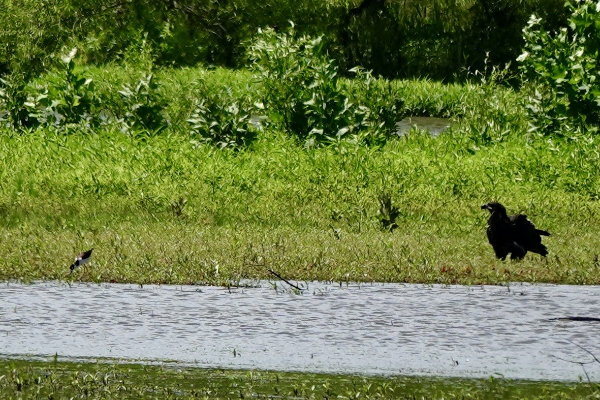Black-necked Stilt - ML658618997