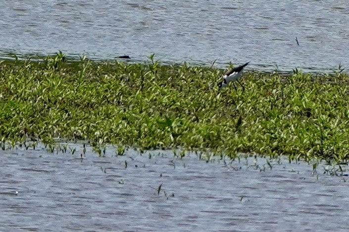 Black-necked Stilt - ML658618999