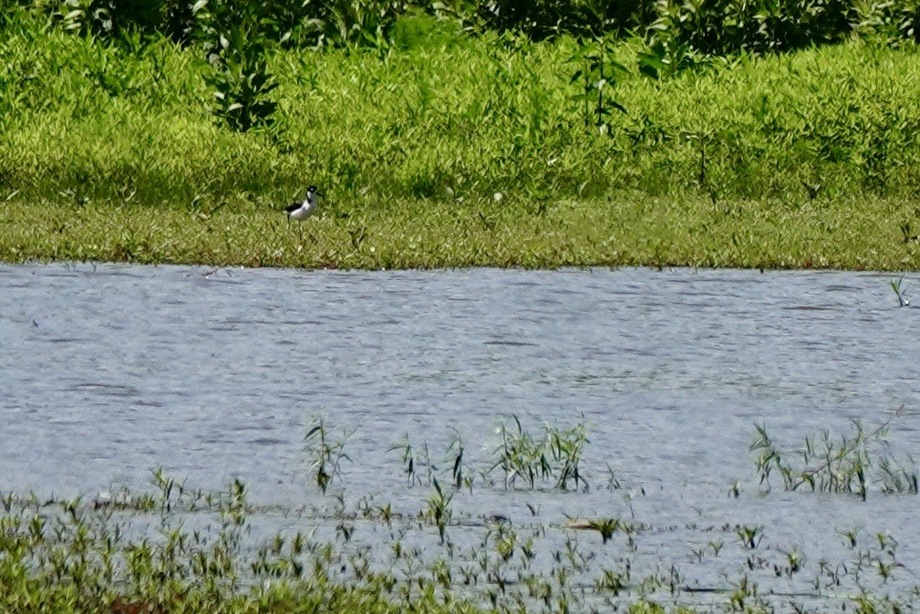 Black-necked Stilt - ML658619000