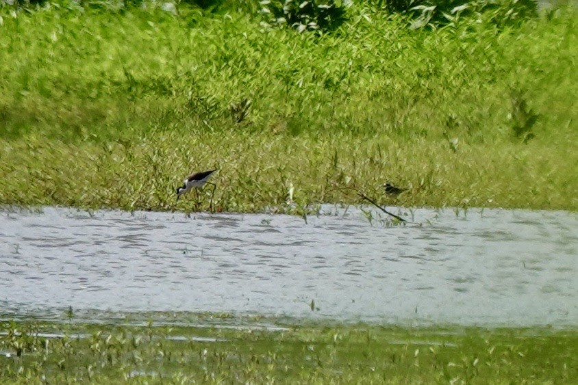 Black-necked Stilt - ML658619002