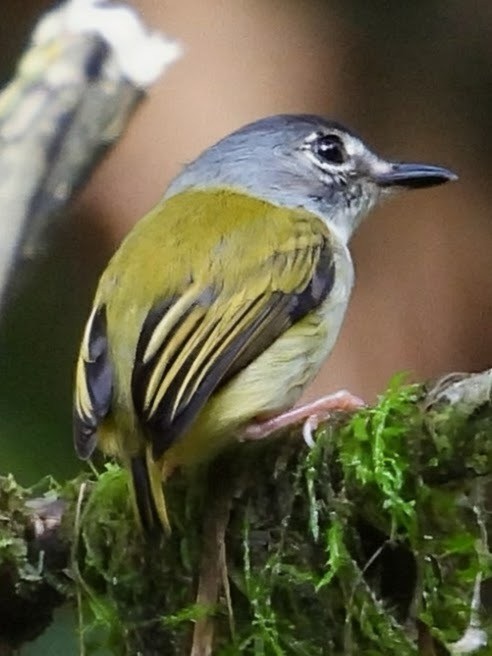 Black-capped Pygmy-Tyrant - ML658619193