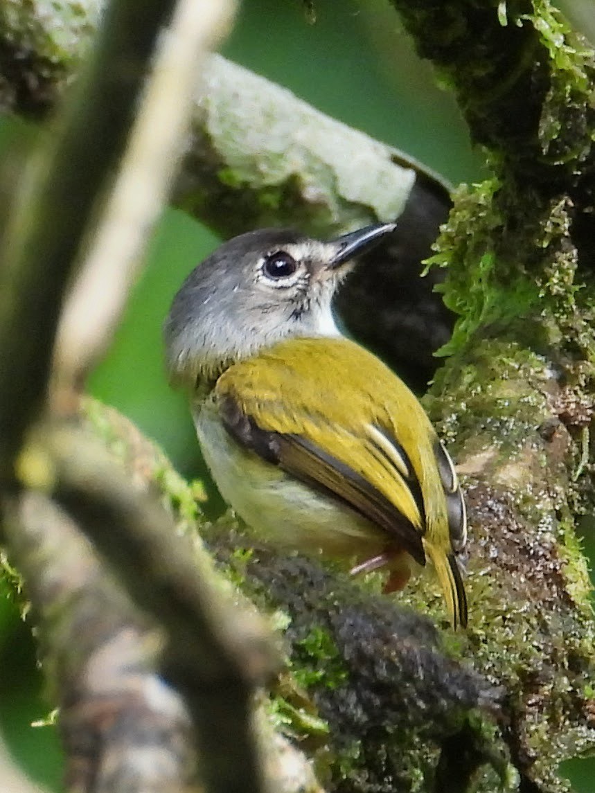 Black-capped Pygmy-Tyrant - ML658619194