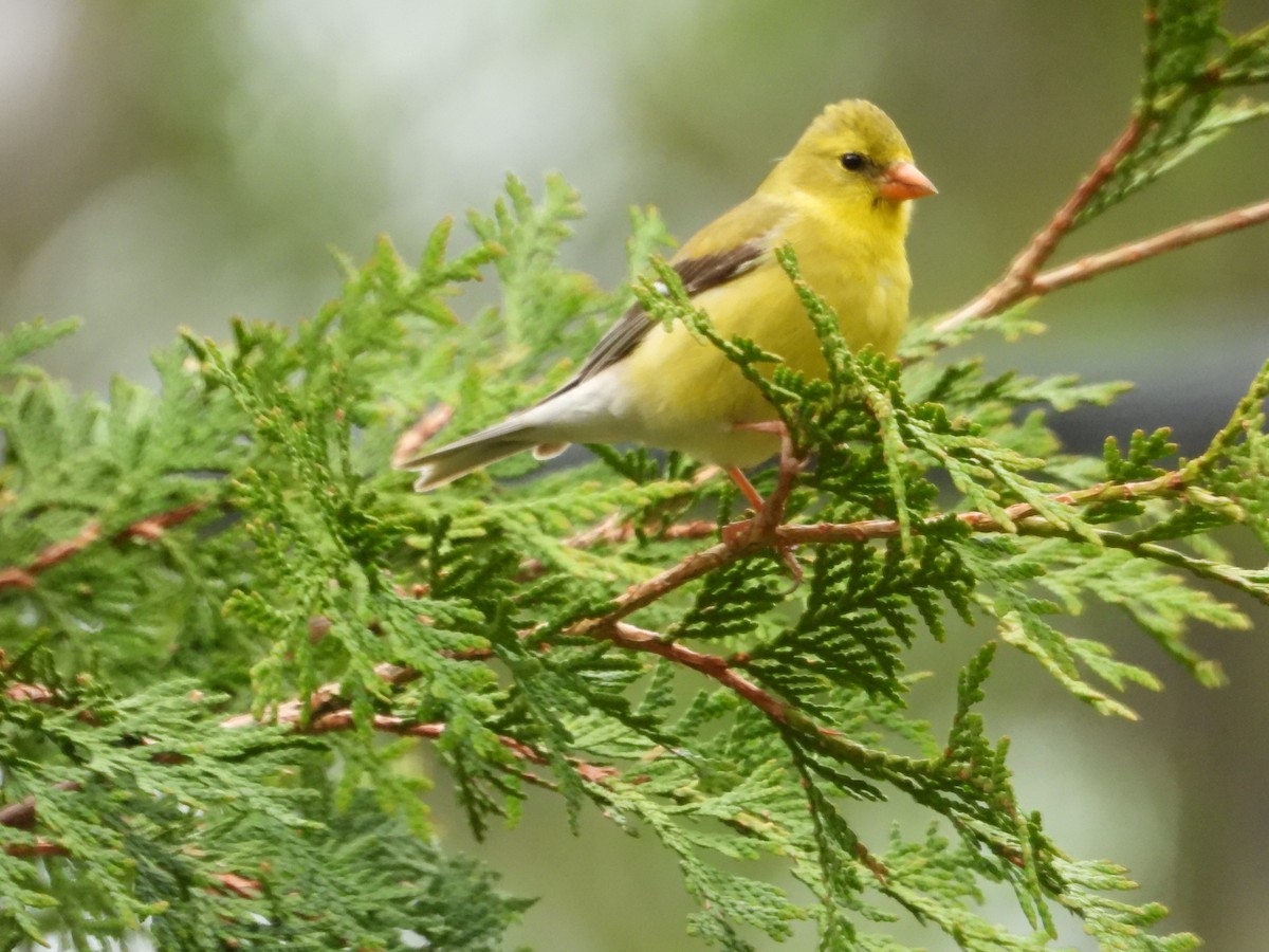 eBird Checklist - 28 May 2026 - Domaine Air-Pur Val-David - 35 species
