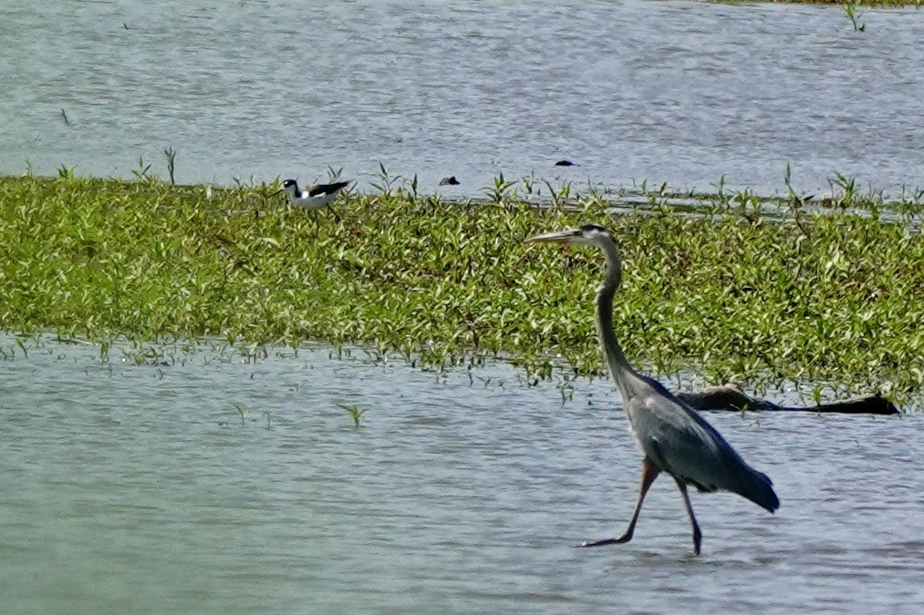 Black-necked Stilt - ML658619761