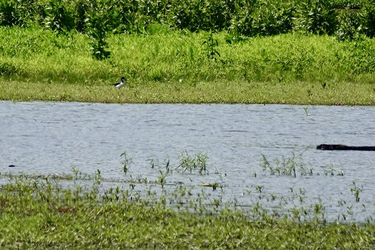 Black-necked Stilt - ML658619765