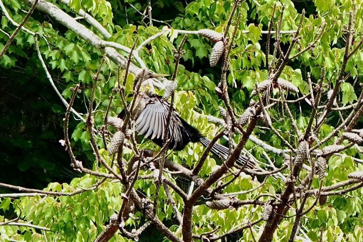 Anhinga - ML658620082