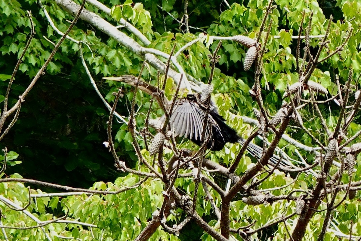 Anhinga - ML658620083