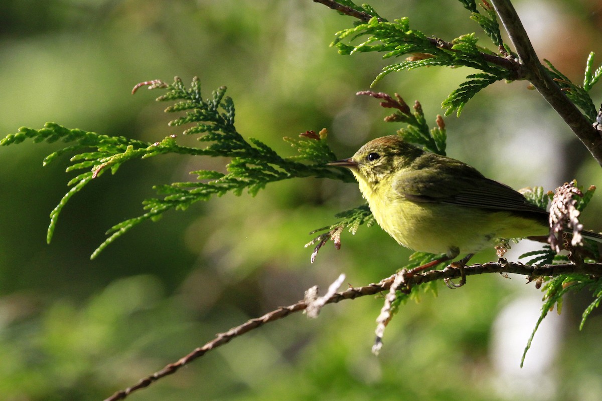 Orange-crowned Warbler - ML658620166