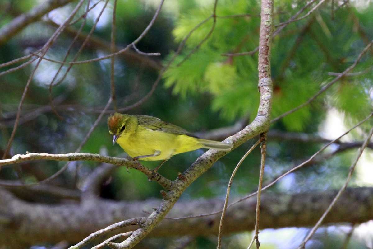 Orange-crowned Warbler - ML658620174