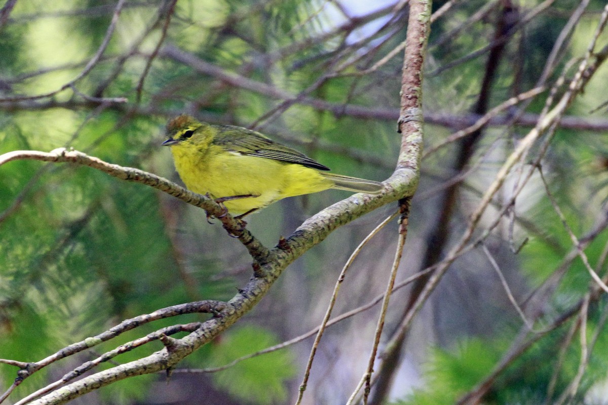 Orange-crowned Warbler - ML658620175