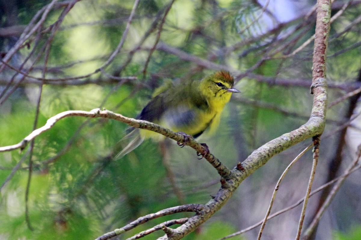 Orange-crowned Warbler - ML658620176