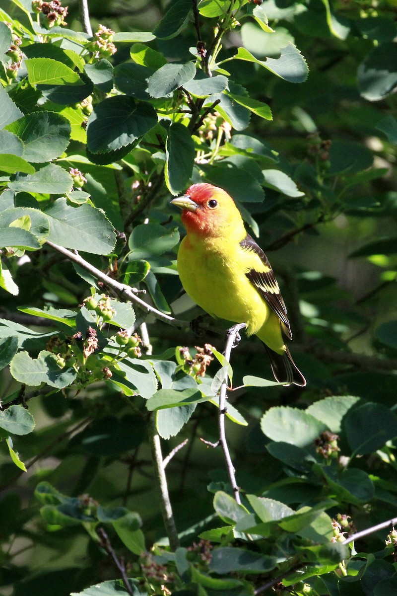 Western Tanager - ML658620194