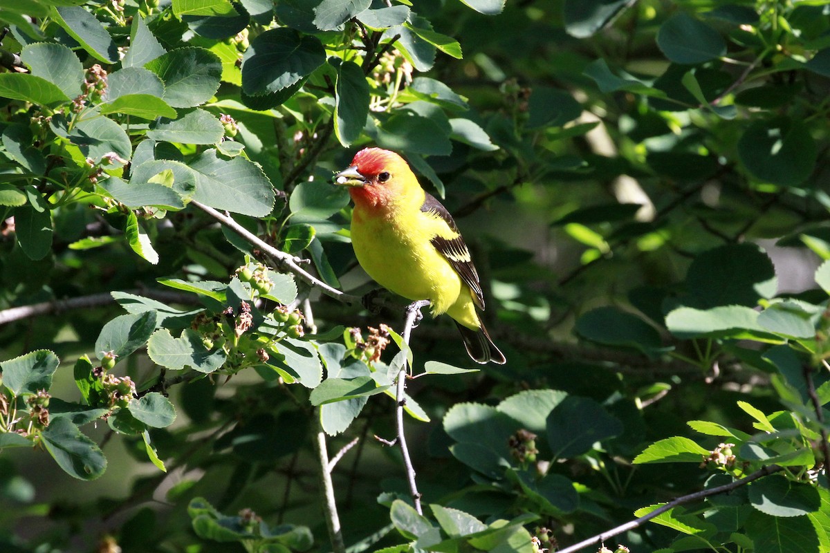 Western Tanager - ML658620195